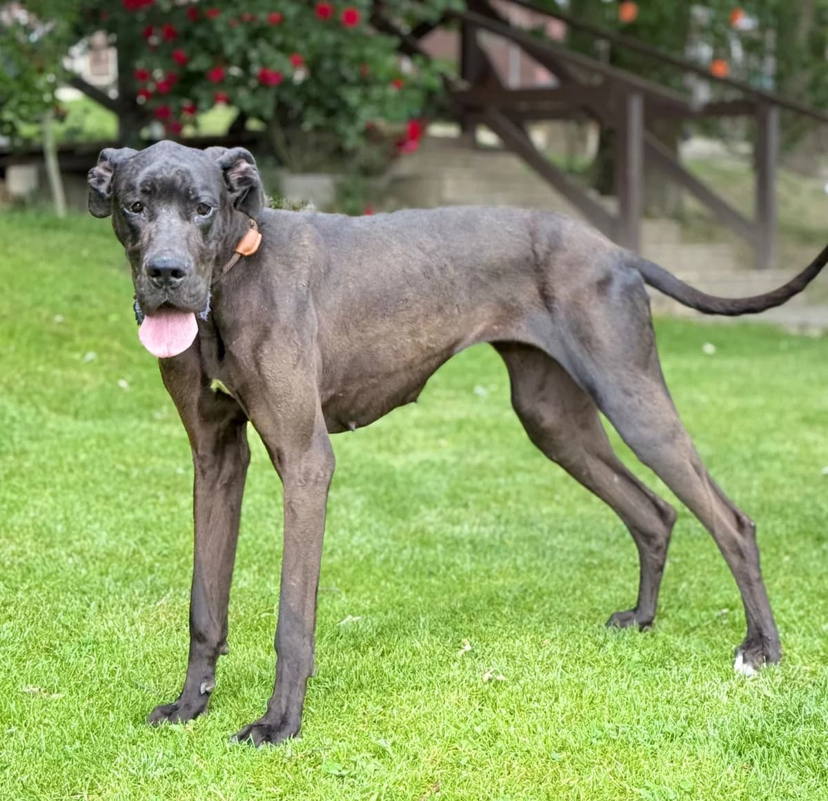 Abibi,  young Mixed Breed for adoption at Utulok Piestany, Utulek Piestany
