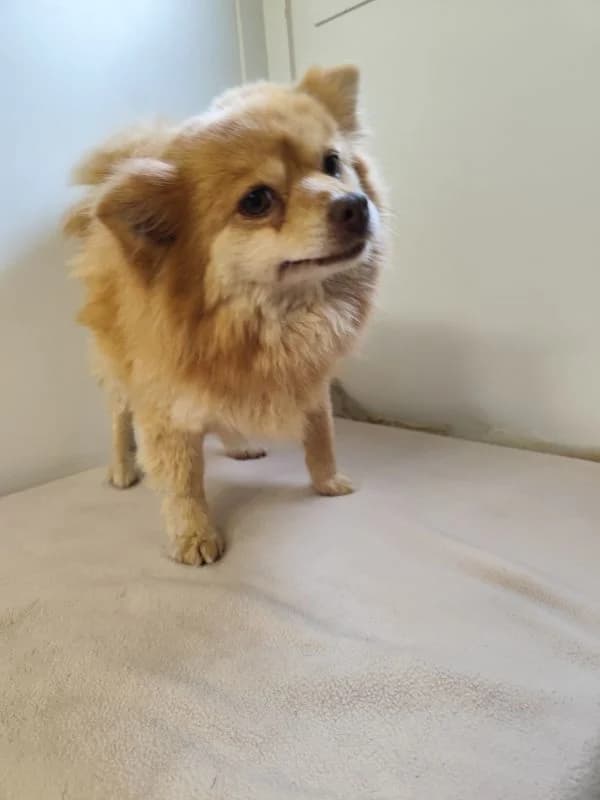 Talula,  senior Mixed Breed for adoption at Utulok Piestany, Utulek Piestany