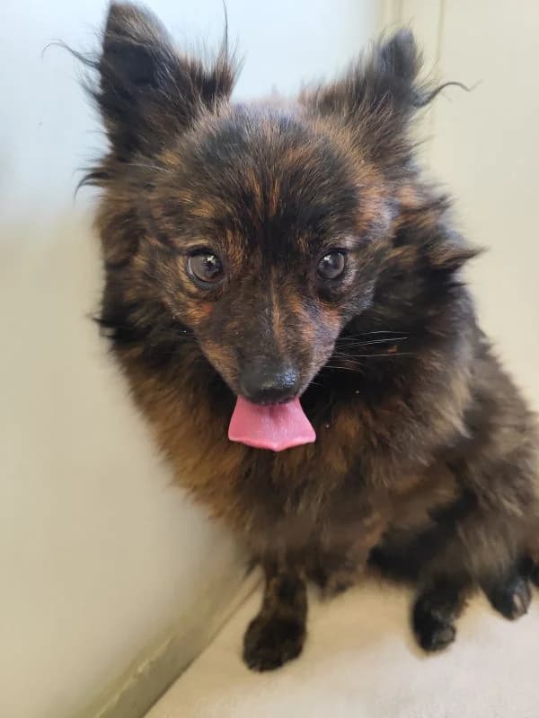 Awena,  young Mixed Breed for adoption at Utulok Piestany, Utulek Piestany