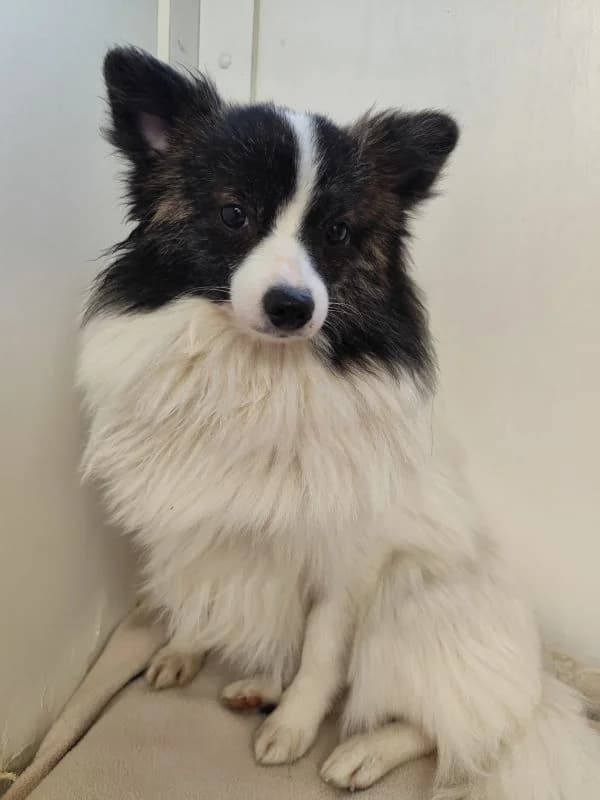 Addala,  puppy Mixed Breed for adoption at Utulok Piestany, Utulek Piestany