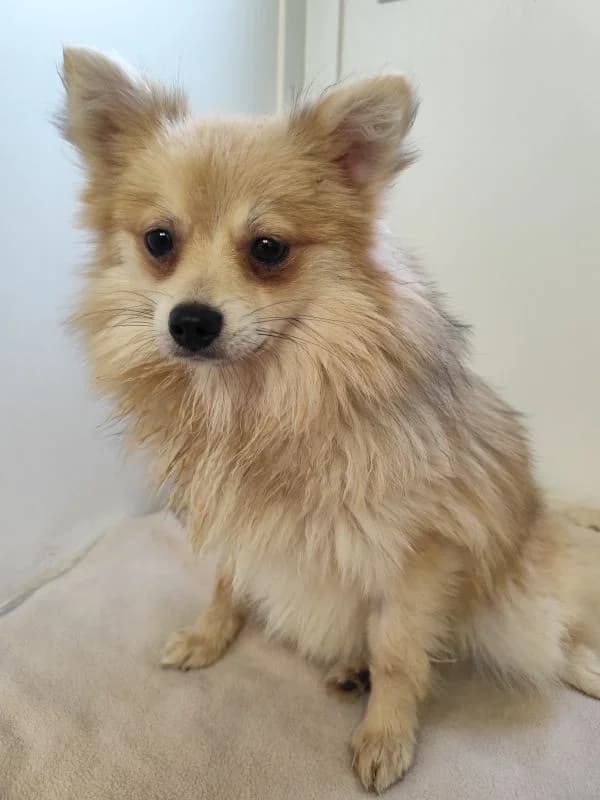 Morgana,  puppy Mixed Breed for adoption at Utulok Piestany, Utulek Piestany