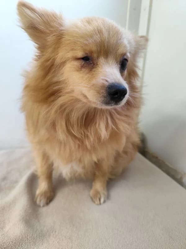 Lorna,  young Mixed Breed for adoption at Utulok Piestany, Utulek Piestany