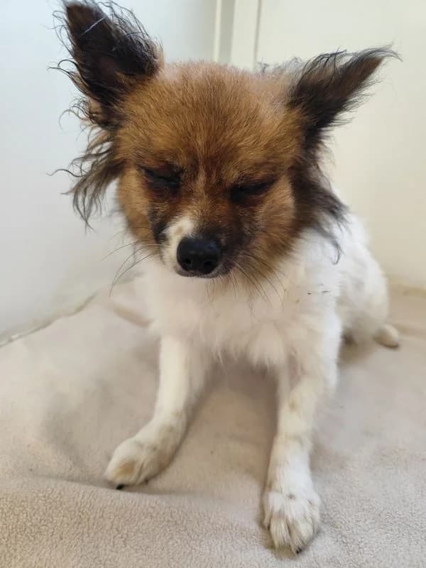 Isla,  4yo Mixed Breed for adoption at Utulok Piestany, Utulek Piestany