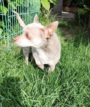 Rony,  young Mixed Breed for adoption at Utulok Piestany, Utulek Piestany