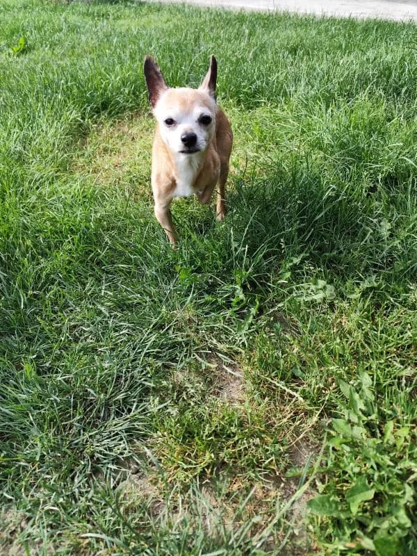Rocky,  senior Mixed Breed for adoption at Utulok Piestany, Utulek Piestany
