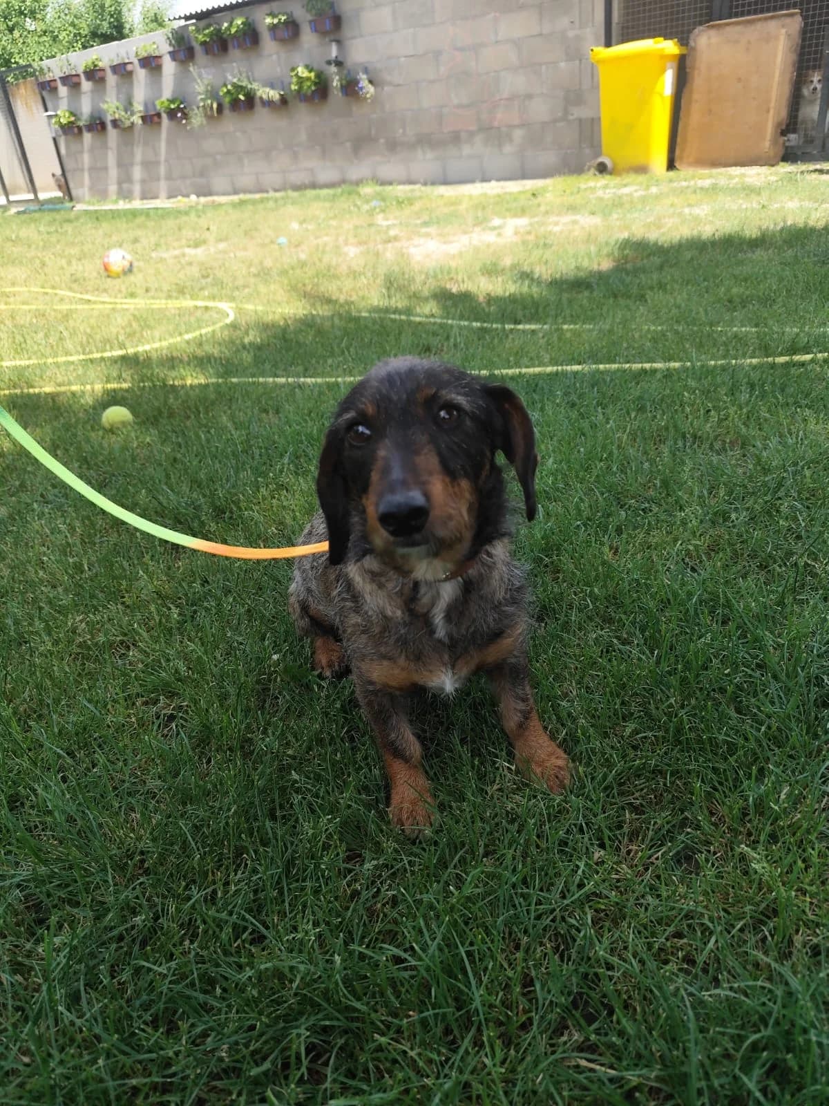 Zorica,  6yo Mixed Breed for adoption at Utulok Piestany, Utulek Piestany