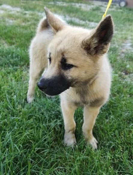 Jaja,  puppy Mixed Breed for adoption at Utulok Piestany, Utulek Piestany