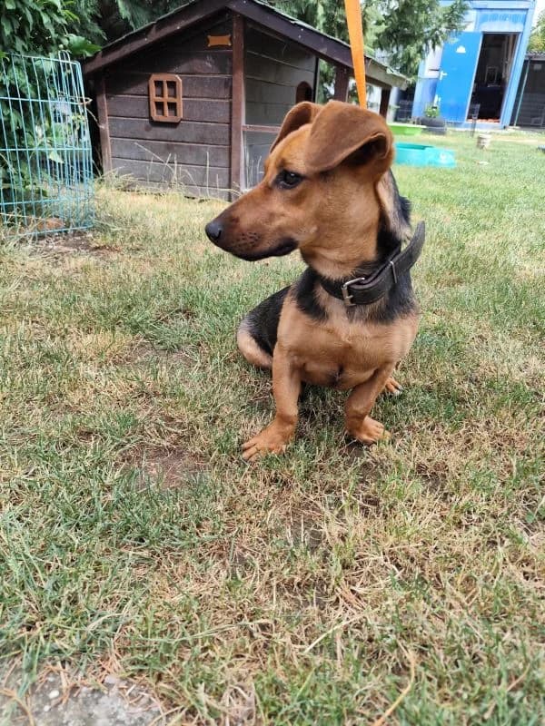Ymčo,  puppy Mixed Breed for adoption at Utulok Piestany, Utulek Piestany