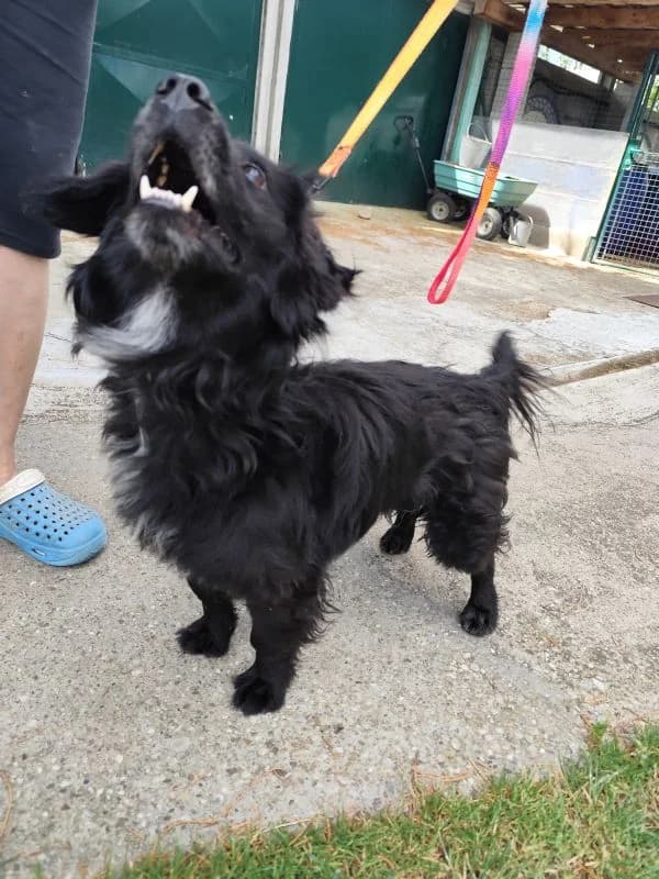 Venom,  3yo Mixed Breed for adoption at Utulok Piestany, Utulek Piestany