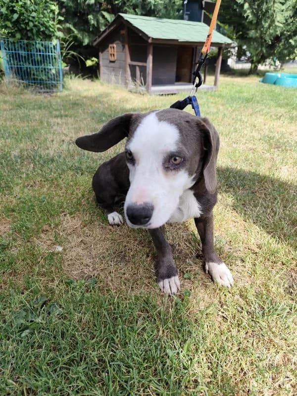 Lizzy,  young Mixed Breed for adoption at Utulok Piestany, Utulek Piestany