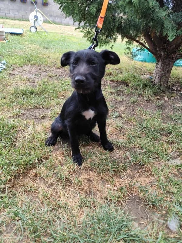 Simi,  puppy Mixed Breed for adoption at Utulok Piestany, Utulek Piestany