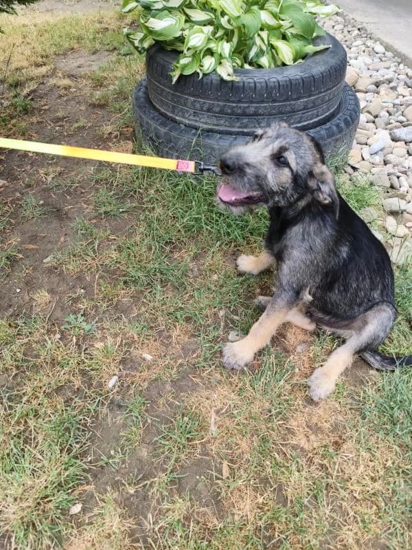 Edko,  puppy Mixed Breed for adoption at Utulok Piestany, Utulek Piestany