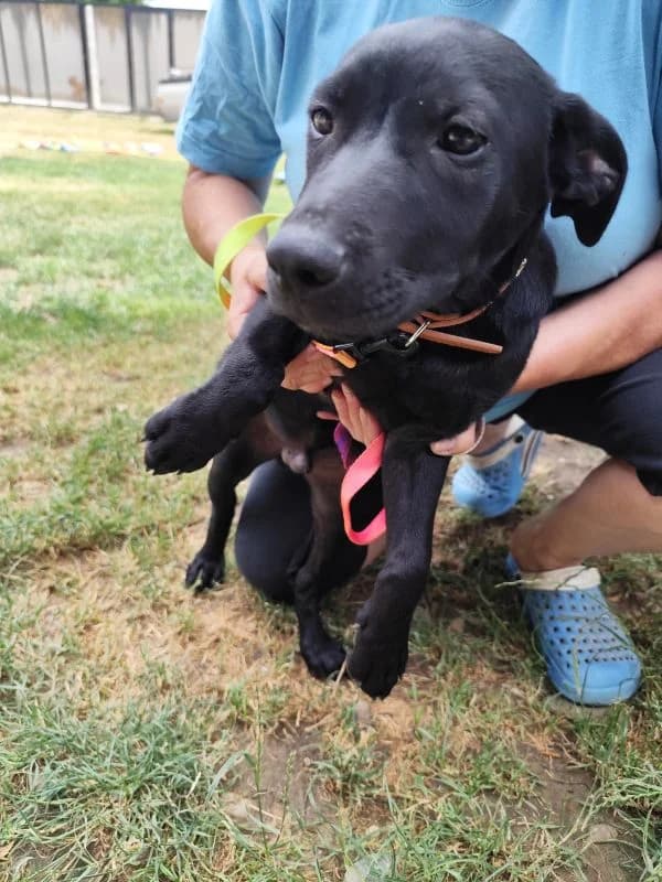 Bojo,  puppy Mixed Breed for adoption at Utulok Piestany, Utulek Piestany