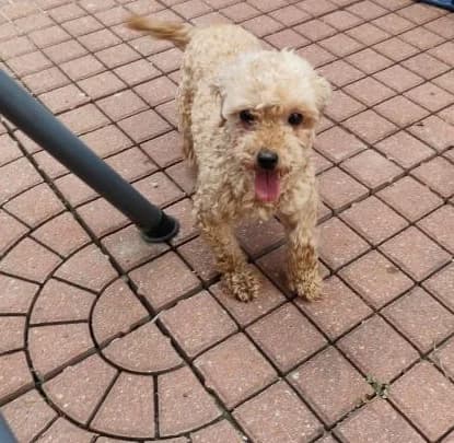 Toja,  4yo Mixed Breed for adoption at Utulok Piestany, Utulek Piestany