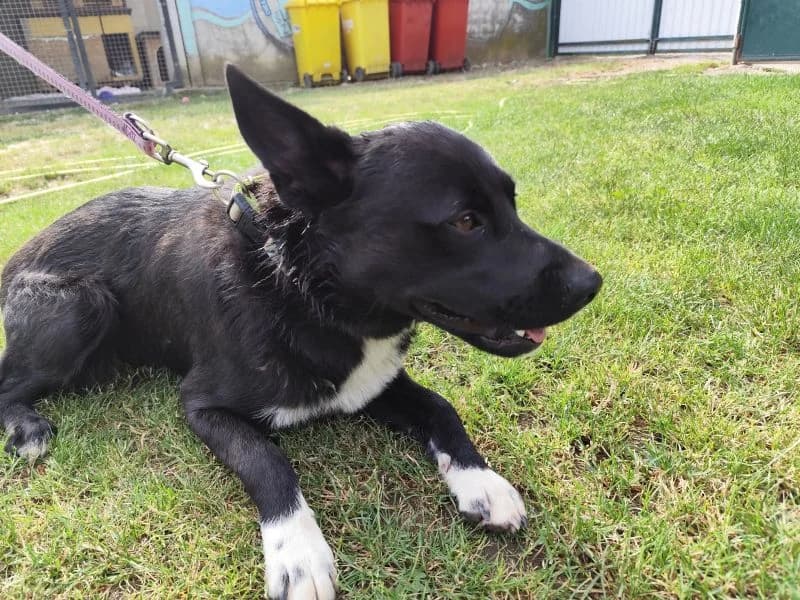 Dylan,  young Mixed Breed for adoption at Utulok Piestany, Utulek Piestany