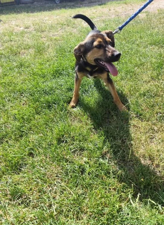 Gevin,  Mixed Breed for adoption at Utulok Piestany, Utulek Piestany