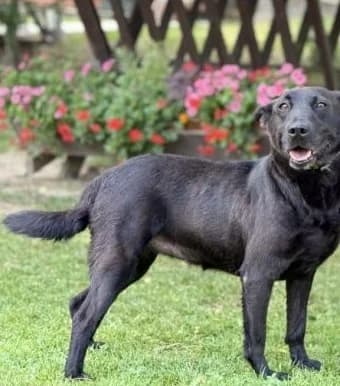 Daja,  Mixed Breed for adoption at Utulok Piestany, Utulek Piestany
