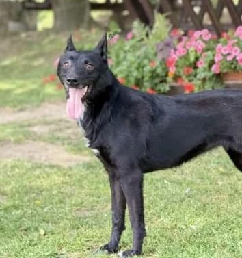 Konny,  Mixed Breed for adoption at Utulok Piestany, Utulek Piestany