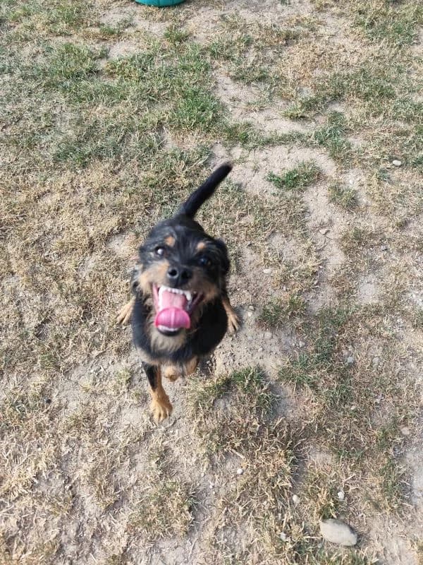 Melek,  Mixed Breed for adoption at Utulok Piestany, Utulek Piestany