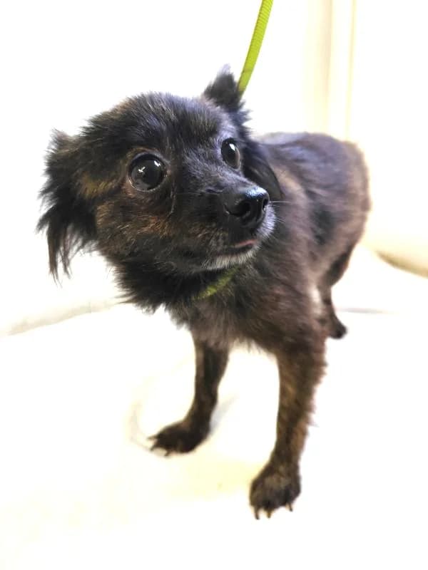 Nyra,  Mixed Breed for adoption at Utulok Piestany, Utulek Piestany