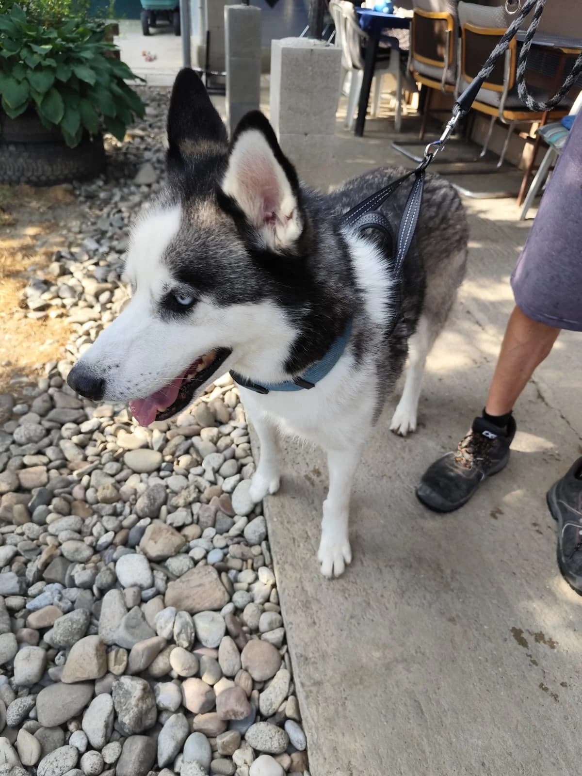 Blade,  Mixed Breed for adoption at Utulok Piestany, Utulek Piestany