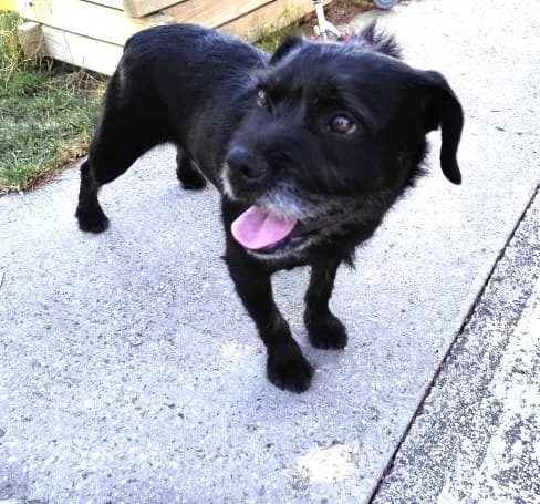 Zora,  Mixed Breed for adoption at Utulok Piestany, Utulek Piestany