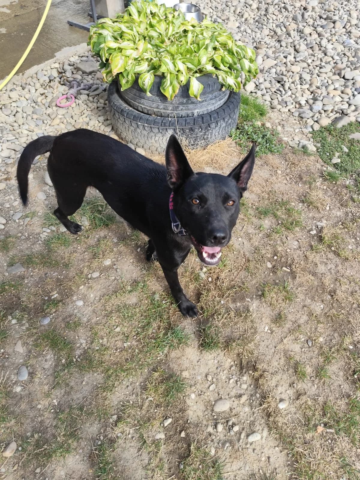 Rianna,  Mixed Breed for adoption at Utulok Piestany, Utulek Piestany