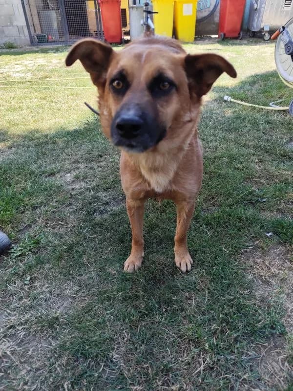 Jordan,  Mixed Breed for adoption at Utulok Piestany, Utulek Piestany