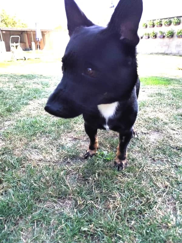 Fikrik,  Mixed Breed for adoption at Utulok Piestany, Utulek Piestany