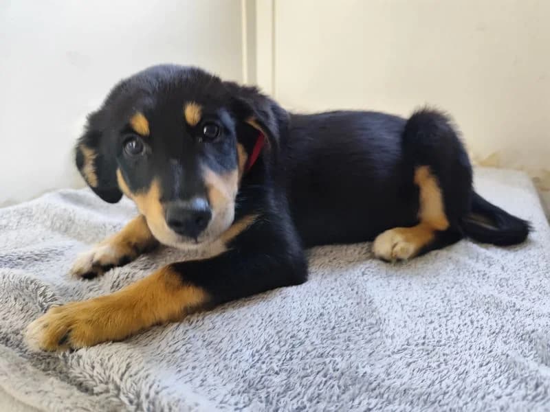 Gabina,  Mixed Breed for adoption at Utulok Piestany, Utulek Piestany