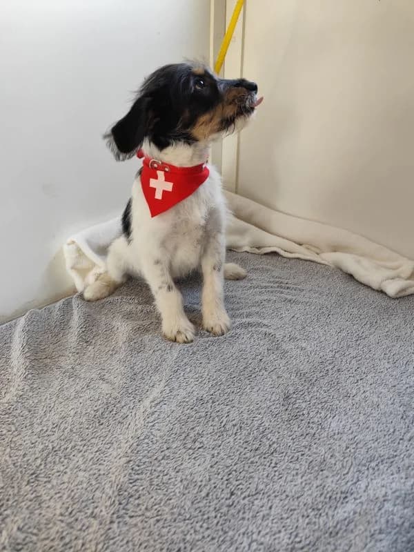 Garmin,  Mixed Breed for adoption at Utulok Piestany, Utulek Piestany