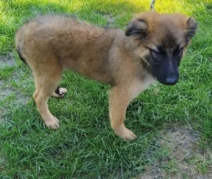 Vali,  puppy Mixed Breed for adoption at Utulok Piestany, Utulek Piestany
