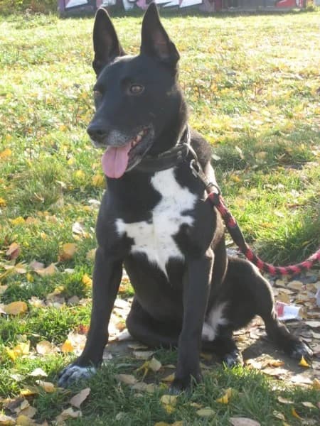 Atos, male mixed breed for adoption at Druhá šanca Partizánske