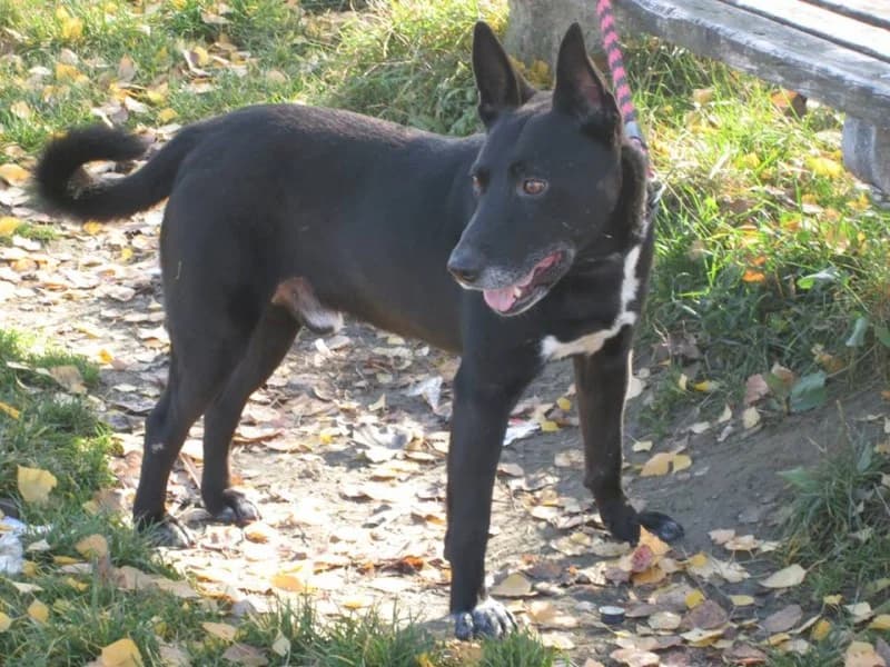 Atos, male mixed breed for adoption at Druhá šanca Partizánske — photo 2 of 2