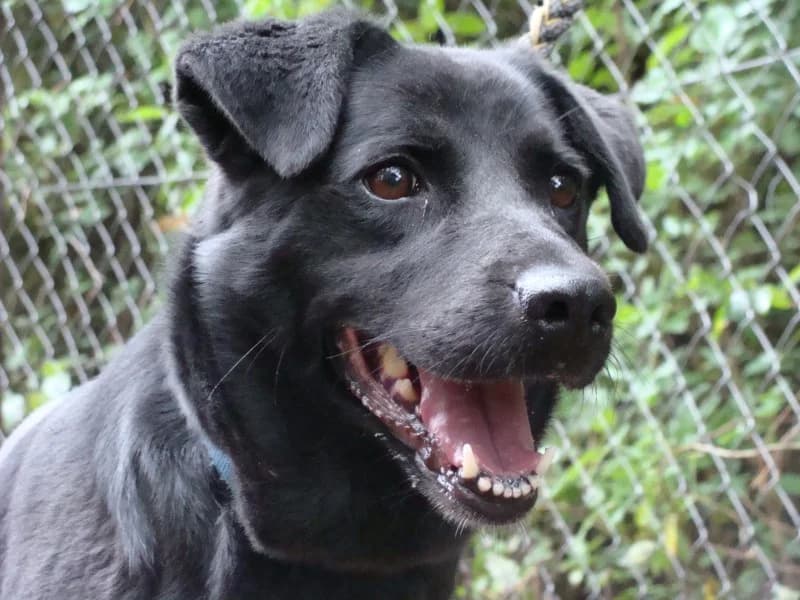 Bella, female young Labrador Retriever for adoption at Druhá šanca Partizánske, 958 03 Partizánske