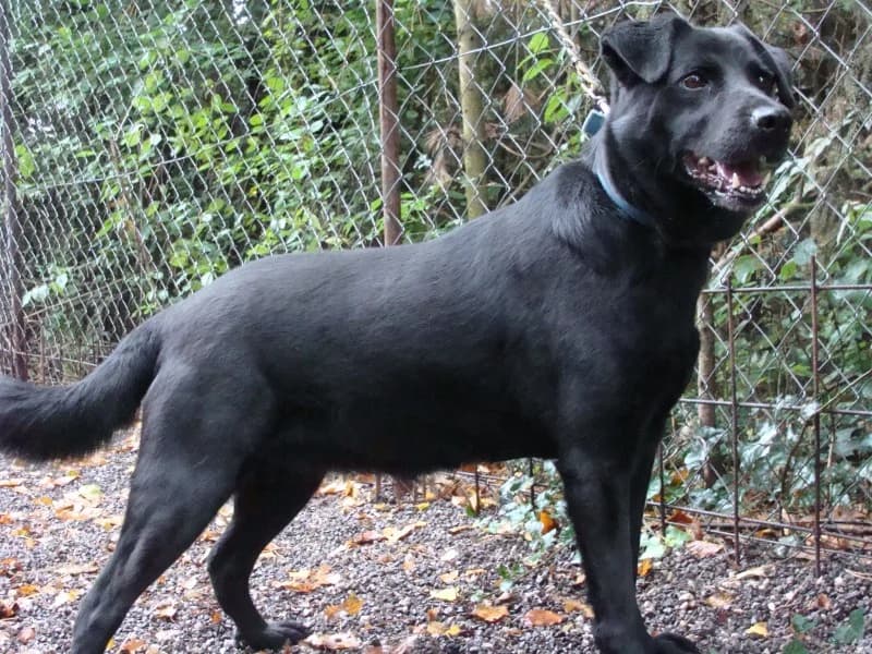 Bella, female Labrador Retriever for adoption at Druhá šanca Partizánske — photo 2 of 2