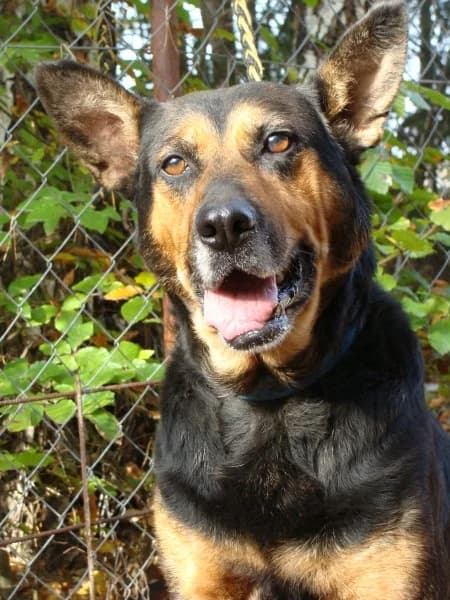 Betty, female senior mixed breed for adoption at Druhá šanca Partizánske, Partizánske