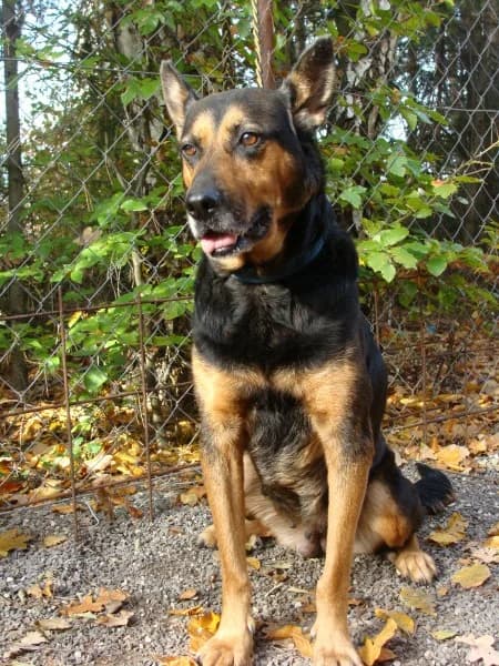 Betty, female mixed breed for adoption at Druhá šanca Partizánske — photo 2 of 2