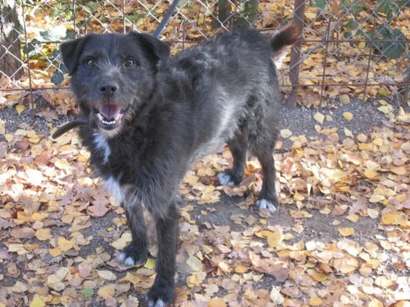 Bobík, male mixed breed for adoption at Druhá šanca Partizánske