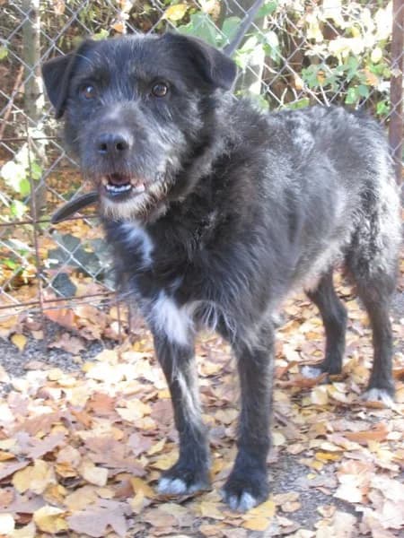 Bobík, male mixed breed for adoption at Druhá šanca Partizánske — photo 2 of 2