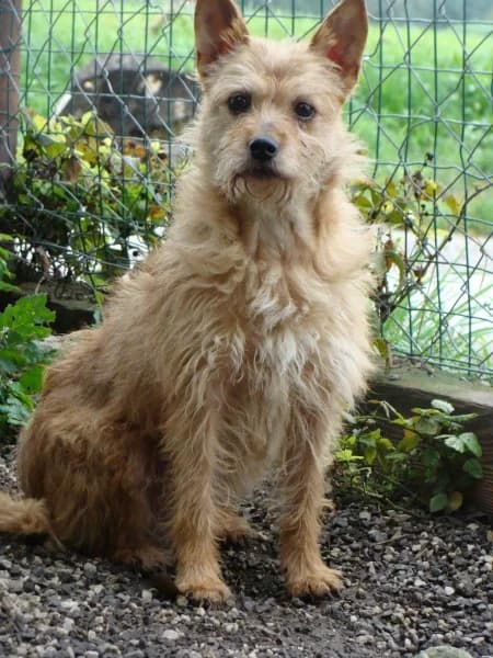 Brnka, female senior mixed breed for adoption at Druhá šanca Partizánske, Partizánske