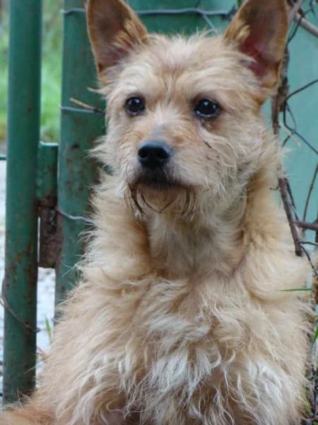Brnka, female mixed breed for adoption at Druhá šanca Partizánske — photo 2 of 2