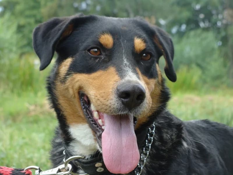 Endži, female mixed breed for adoption at Druhá šanca Partizánske