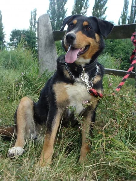 Endži, female mixed breed for adoption at Druhá šanca Partizánske — photo 2 of 2