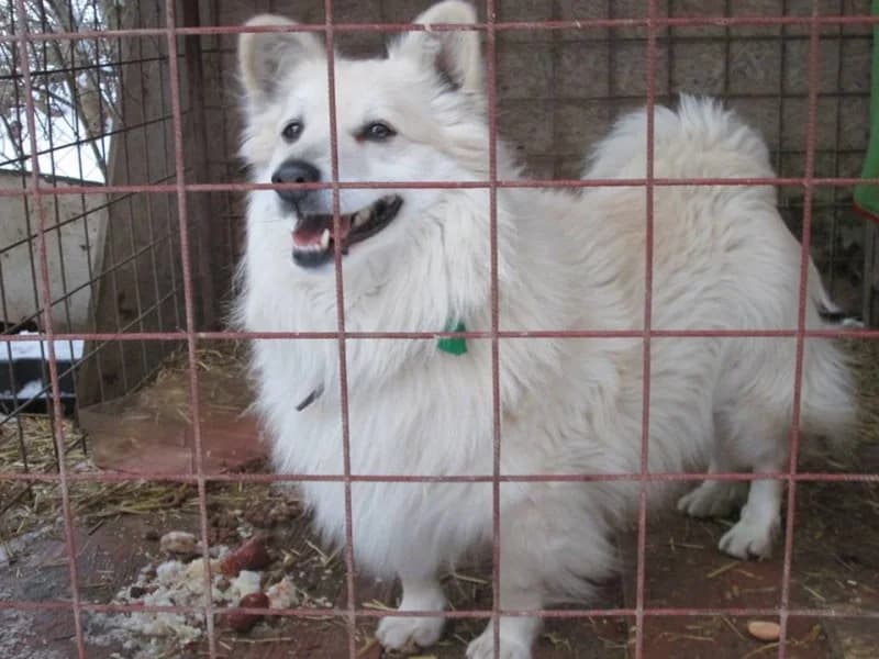 Maco, male mixed breed for adoption at Druhá šanca Partizánske — photo 2 of 2