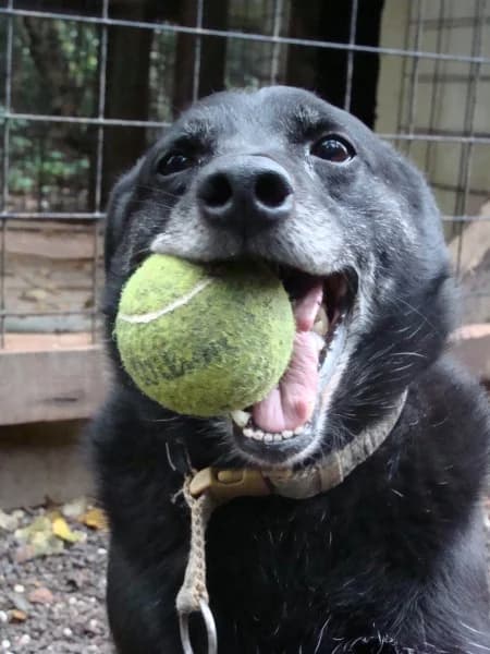 Oskar, male 7yo mixed breed for adoption at Druhá šanca Partizánske, Partizánske