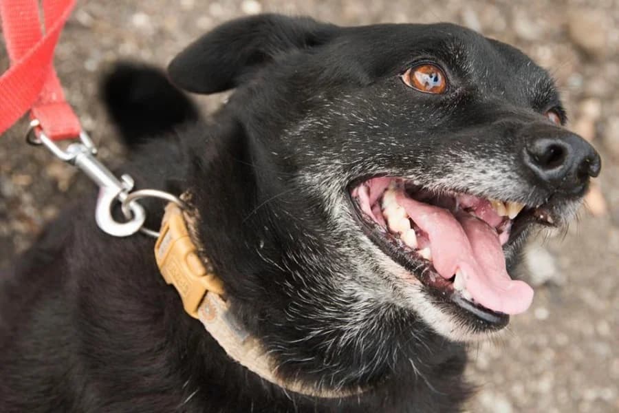 Oskar, male mixed breed for adoption at Druhá šanca Partizánske — photo 2 of 2