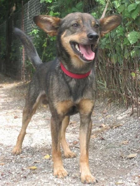 Ťapko, male mixed breed for adoption at Druhá šanca Partizánske