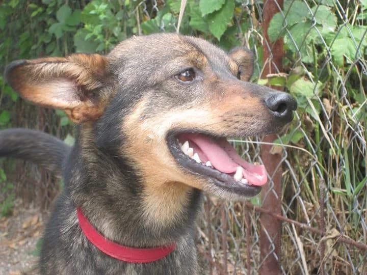 Ťapko, male mixed breed for adoption at Druhá šanca Partizánske — photo 2 of 2