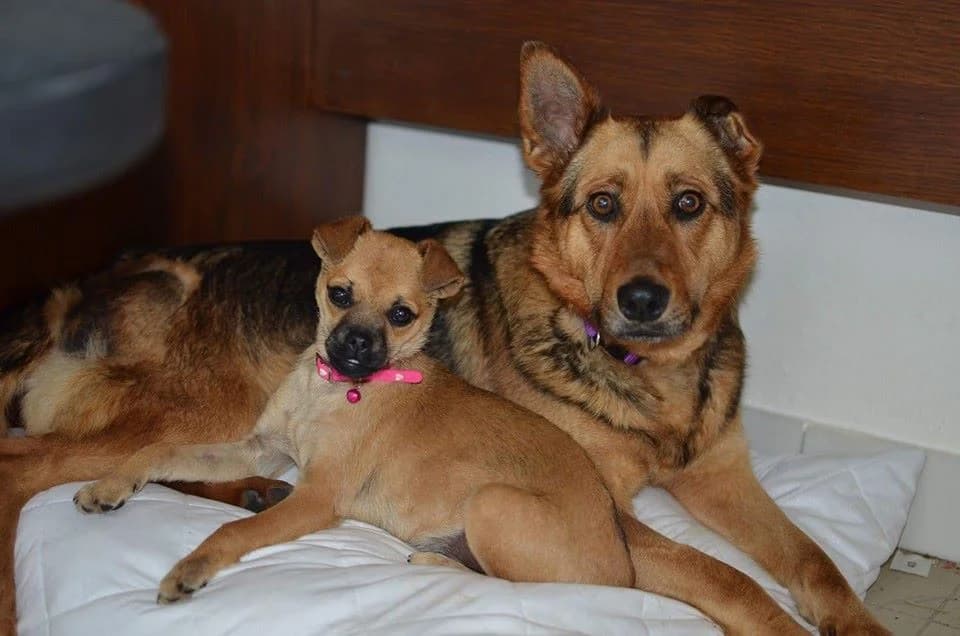 Arya, female mixed breed for adoption at Mestský útulok Poprad